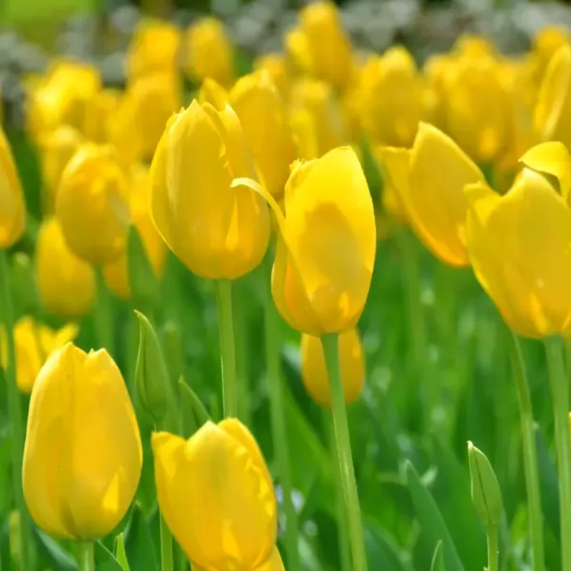 Spectacular Spring in San Francisco